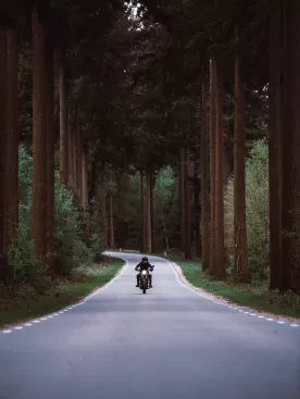 Motorcycle between trees