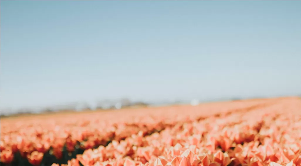 Field of flowers