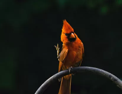 A bird